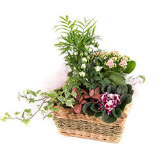 Planted Basket