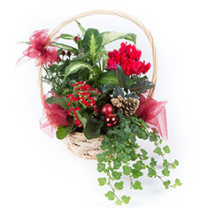 Festive Planted Basket
