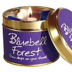 Bluebell Forest